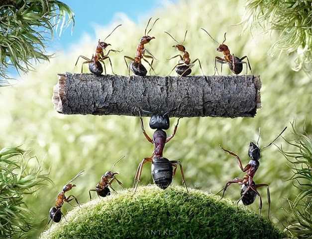 النمل فى الحلم