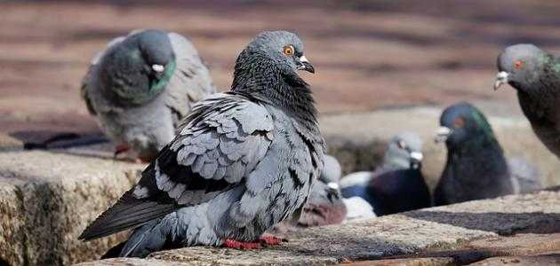 Pigeons a cikin mafarki (fiye da fassarori 50 daga littafin fassarar mafarki) - Bayanin ɗaukaka