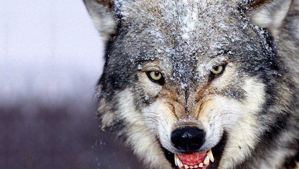 الذئب في المنام