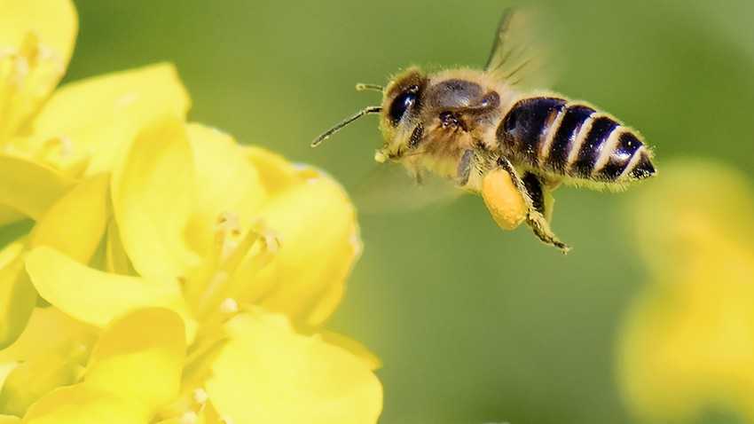 النحل في المنام