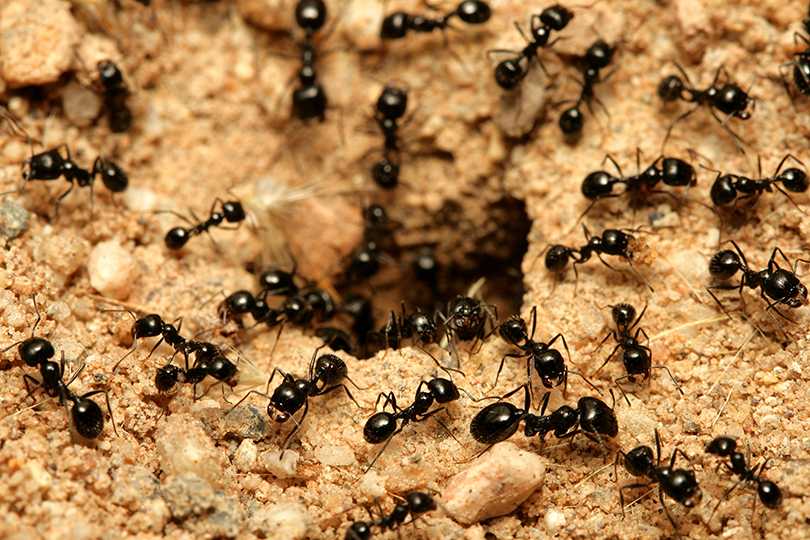 رؤية النمل في المنام