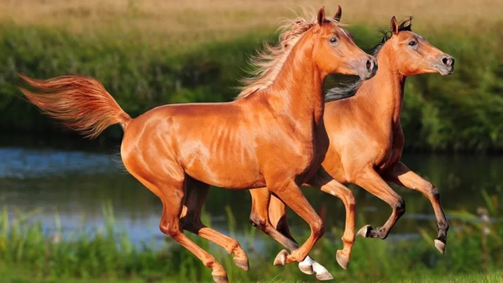 एक घोड़े के बारे में एक सपने की व्याख्या (इब्न सिरिन, नबुलसी और इब्न शाहीन की सटीक व्याख्या) - ग्लोरी नोट